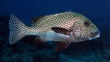 Plectorhinchus chaetodonoides Diagramme arlequin adulte Nouvelle-Calédonie poisson du lagon