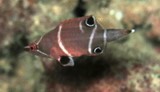 Wetmorella albofasciata Doubleline wrasse New Caledonia cave diving