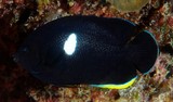 Centropyge tibicen Keyhole angelfish New Caledonia