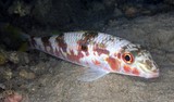 Mulloidichthys flavolineatus Montsuki-akahimeji モンツキアカヒメジ ニューカレドニア