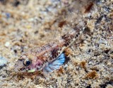 Silhouettea SP nouvelle calédonie Anse VATA gobiidae inconnu