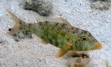 Lethrinus xanthochilus Empereur bec de cane Nouvelle-Calédonie poisson ilots