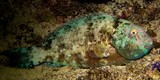 Calotomus carolinus Carolines parrotfish New Caledonia fish collection