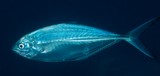 Alepes vari Sélar harengule Nouvelle-Calédonie poisson du lagon