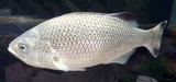 Kuhlia rupestris River flagtail New Caledonia stream