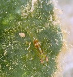 Pleurosicya bilobata Umishôbuhaze  ウミショウブハゼ ニューカレドニア