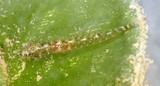Pleurosicya bilobata Seagrass ghostgoby New Caledonia