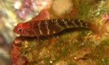 Eviota lateritea Laterite pygmygoby New Caledonia