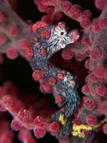 Hippocampus bargibanti Bargibant's seahorse New Caledonia