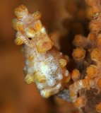 Hippocampus bargibanti Hippocampe des gorgones jaune Dumbéa Nouvelle-Calédonie