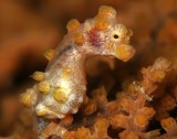 Hippocampus bargibanti Hippocampe-pygmée jaune Nouvelle-Calédonie