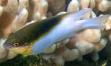 Dischistodus melanotus Black-vent damsel New Caledonia