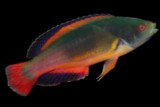 Cirrhilabrus scottorum Labre Nain de Scott Nouvelle-Calédonie Lagon Sud