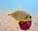 Carangichthys dinema Itohira-aji イトヒラアジ ニューカレドニア 少年