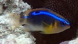 Chrysiptera leucopoma Pacific surge damselfish New Caledonia Lifou Island scuba diving