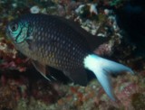 Chromis xanthura Long-tail puller New Caledonia fish lagoon aquarium