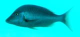 Lethrinus nebulosus Blue emperor New Caledonia
