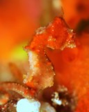 Hippocampus pontohi Pontoh’s Pygmy Seahorse New Caledonia