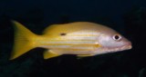 Lutjanus fulviflamma Dorade à tache noire Nouvelle-Calédonie poisson du lagon