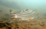 Terapon jarbua Crescent-banded tiger-fish New Caledonia