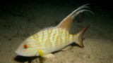 Symphorus nematophorus Thread-finned sea perch New Caledonia night dive picture lagoon