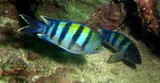 Abudefduf vaigiensis Five-banded sergeant-major Oman fish