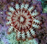 Acanthaster planci juvenile coral eat by crown-of-thorns starfish New Caledonia lagoon