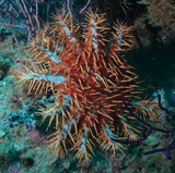 Acanthaster Planci  Crown of thorns starfish Oman sea coral protection Musandam diving nomad