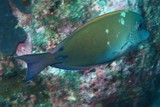 Acanthurus nigrofuscus Brown surgeonfish Spot-cheeked New Caledonia Acanthuridae