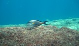 Poisson Chirurgien - Daymaniyat Islands Nature Reserve - Mascate - Oman