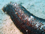 Actinopyga spinea New Caledonia holothuria echinoderm marine fauna