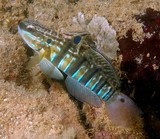 Amblygobius phalaena Banded Goby tropical fish Gobiidae family