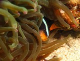 Amphiprion clarkii Yellowtail clownfish Ras Marovi Oman Sea scuba diving