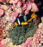Amphiprion clarkii Yellowtail clownfish Oman sea black and yellow