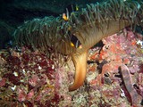 Amphiprion clarkii Clarks Anemonenfisch Oman Sea