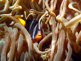 Amphiprion clarkii  Clark's anemonefish Nemo Oman Sea