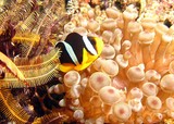 Amphiprion clarkii  Schwartzer Anemonenfisch Oman Sea