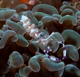 Ancylomenes venustus cleaner shrimp sea anemone Description aquarium Nouvelle-Calédonie