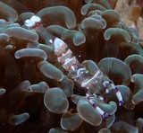 Ancylomenes venustus Indo-Pacifique description crevette nettoyeuse Nouvelle-Calédonie 