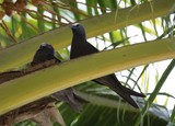 couple d'oiseaux dans un palmier de moorea tahiti polynesie francaise