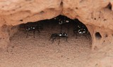 Anthia duodecimguttata domino beetle sand nest carabes du désert d'Abu Dhabi anthia acid protection