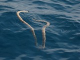 Persian Arabian gulf sea snake Hydrophis Lapemoides United Arab Emirates water dangerous venom