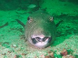 Arothron stellatus Giant pufferfish mouth open Musandam Oman scuba diving