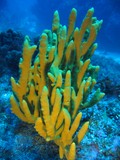 Axinelle jaune - Mer méditerranée - var - sec de sicié