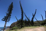 Pins colonaire Araucaria luxurians Plus belle plage de Nouvelle-Calédonie Bourail baie des tortues