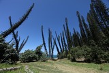 Baie des tortues Bourail arbre tordu conifère araucaria luxurian Nouvelle-Calédonie