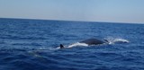 Rorqual commun Méditerranée photographe animalier specialist biologie sous-marine