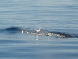 etude scientifique Rorqual commun Méditerranée baleine seafood