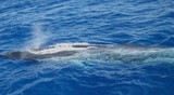 Rorqual commun Balaenoptera physalus Méditerranée baleine whale watching france