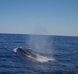 Rorqual commun baleinoptères Méditerranée mammifère marin espèce protégée